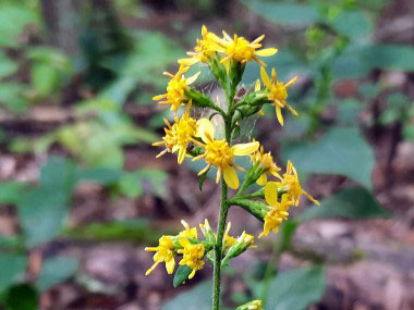 zigzag goldenrod flowers