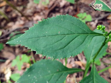 zigzag goldenrod leaves