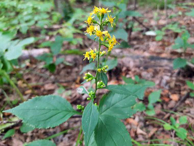 zigzag goldenrod