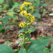 Zigzag Goldenrod