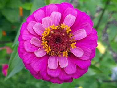zinnia elegans