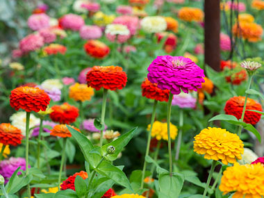 zinnia flowers