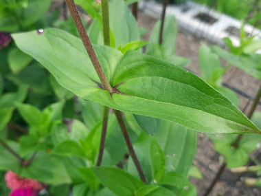 zinnia leaves