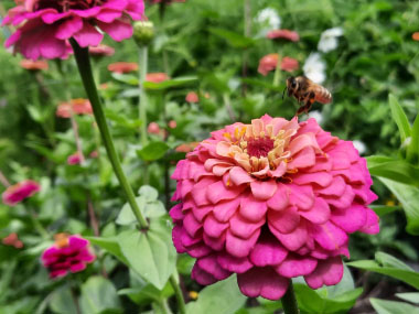 zinnias