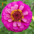 Zinnia